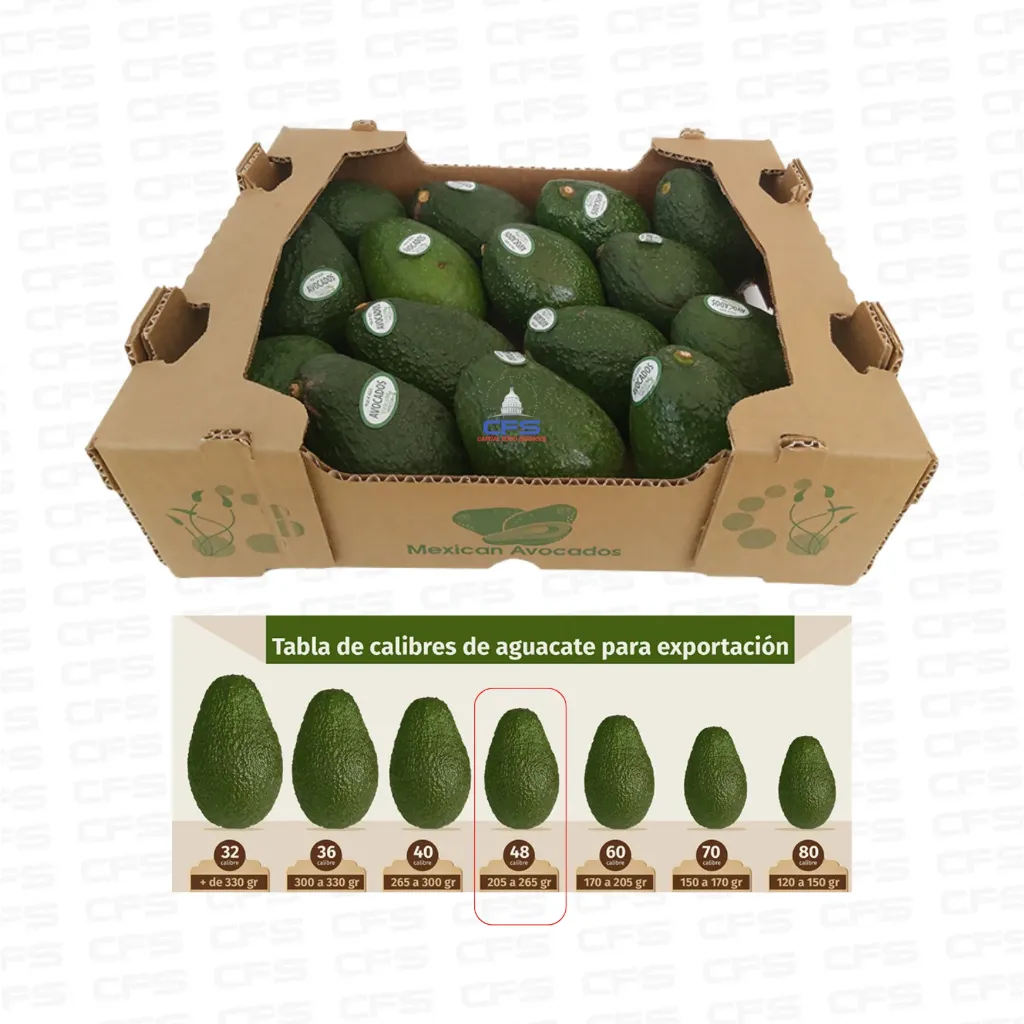 [50820251] AGUACATE MEXICANO FRESCO VERDE 48' CALIBRE 1BOX/25LB